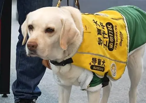 导盲犬带主人坐地铁因乖巧表现走红