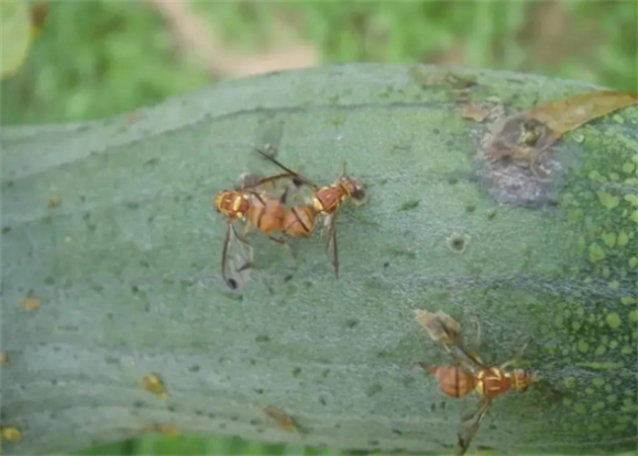 怎样防治果蝇和食心虫