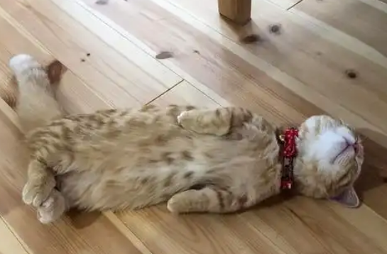主人回家没看到猫,看到这一幕笑喷:这睡姿也是绝了 主人回家没看到猫,看到这一幕笑喷:这睡姿也是绝了