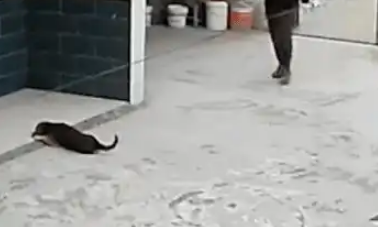 小狗被下药,可惜发现时已经晚了,小身子不停发抖! 小狗被下药,可惜发现时已经晚了,小身子不停发抖!