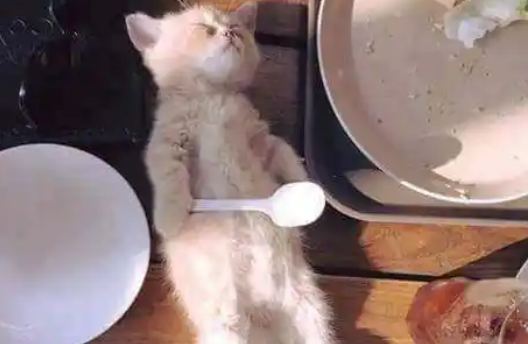 小猫咪吃着吃着躺在桌子上睡着了,网友:你倒是醒醒啊! 小猫咪吃着吃着躺在桌子上睡着了,网友:你倒是醒醒啊!