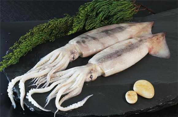 八爪鱼和鱿鱼是一样吗 八爪鱼和鱿鱼是一样吗