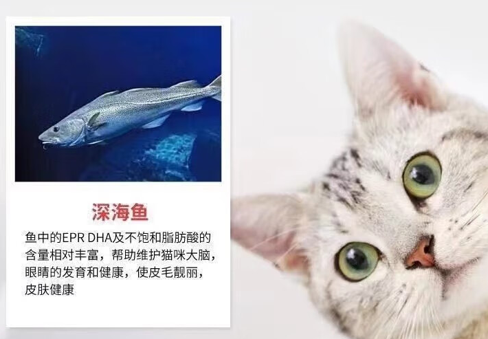 赶海的猫猫粮桶装鱼肉味猫粮：猫咪的鲜香盛宴