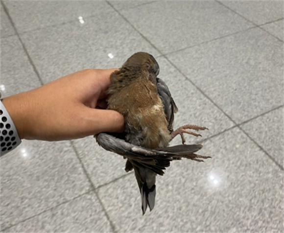 麻雀死在家里什么预兆