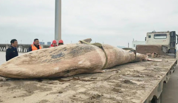 执法船在杭州湾水域浦东段发现死亡鲸鱼，已移交科研部门