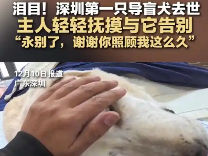 深圳第1只导盲犬奥斯卡去世,主人轻轻抚摸与它告别 深圳第1只导盲犬奥斯卡去世,主人轻轻抚摸与它告别