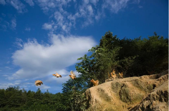 杨博士土鸡:我来自深山,在餐桌“盛开” 杨博士土鸡:我来自深山,在餐桌“盛开”
