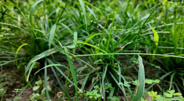 不堪忍受狗乱拉屎，上海女子喷撒驱狗剂，被犬主告了！
