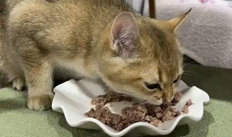 蓝噜噜猫罐头好不好？看看吧~