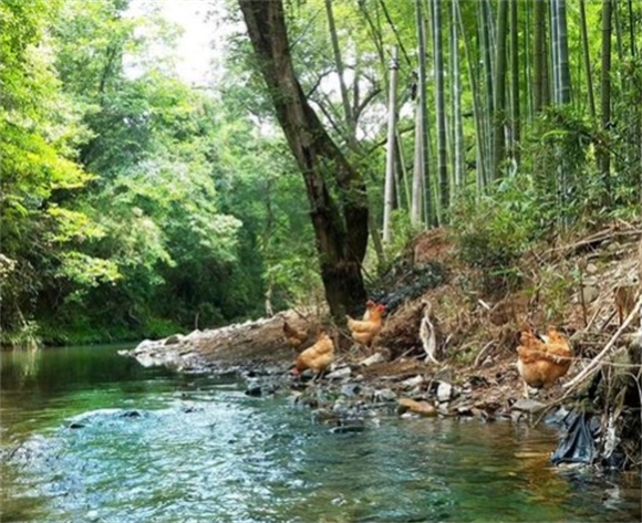 杨博士土鸡:我来自深山,在餐桌“盛开” 杨博士土鸡:我来自深山,在餐桌“盛开”