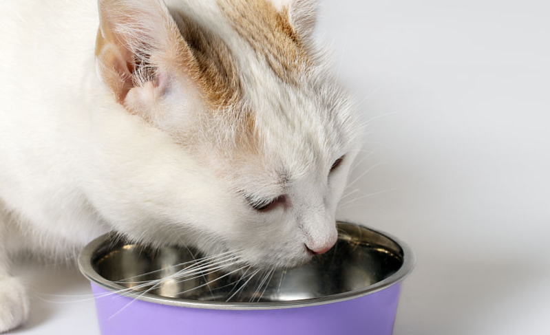 喵三餐主食罐头,呵护猫咪更好的成长 喵三餐主食罐头,呵护猫咪更好的成长