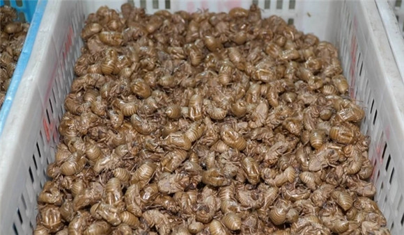 吃金蝉胆固醇会高吗 吃金蝉胆固醇会高吗