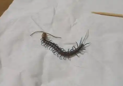 在床上发现蜈蚣是什么征兆