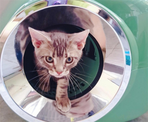 M-PETS猫砂盆，养猫新体验！