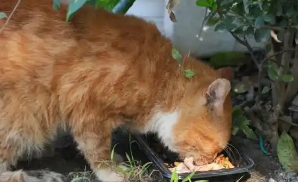 流浪猫泛滥，有效治理需更大决心