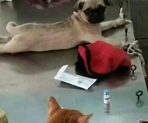 狗看向猫：同是天涯沦落人，相逢何必曾相识