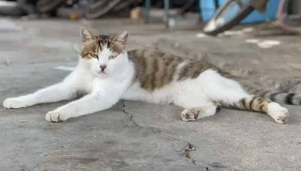 喂流浪猫被咬伤，20岁小伙反复高烧视力减退确诊“猫抓病”