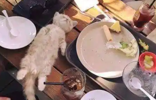 小猫咪吃着吃着躺在桌子上睡着了，网友：你倒是醒醒啊！