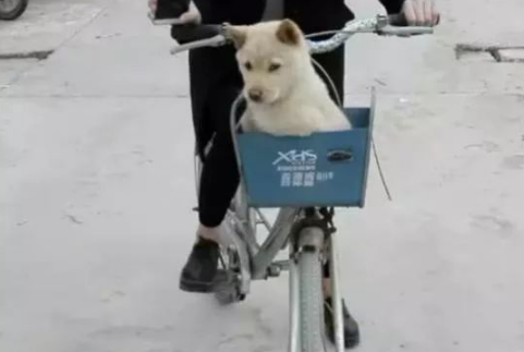 妹纸看狗不高兴就骑车带它出去玩,结果:这下狗更不高兴了 妹纸看狗不高兴就骑车带它出去玩,结果:这下狗更不高兴了