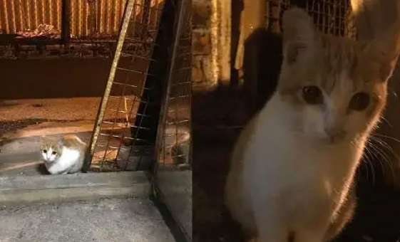 流浪猫可怜巴巴求收养，被收养后露出“真面目”