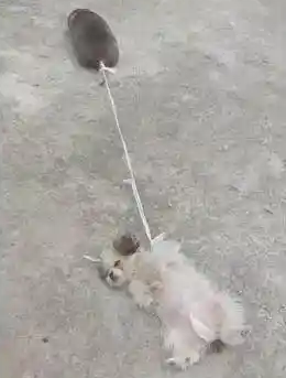 小狗耍赖被鼠拉走，趴地的狗狗：谁还不是个小宝宝