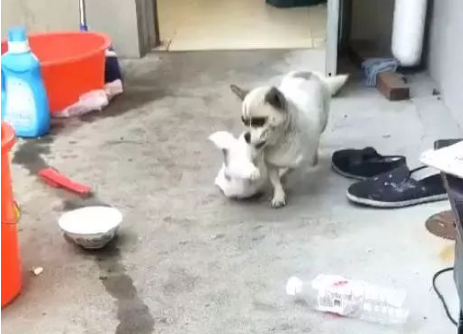 狗子：妈呀我不想回家我还想再玩会！狗妈：不，你想回家！
