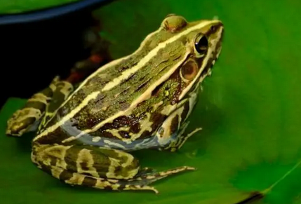 吃野生青蛙犯法吗