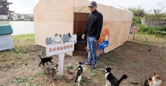 “猫岛”上的流浪猫,找到新家了吗? “猫岛”上的流浪猫,找到新家了吗?