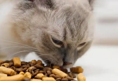 觅能宠物猫粮:为更好呵护猫咪健康 觅能宠物猫粮:为更好呵护猫咪健康