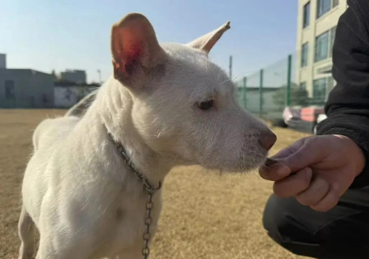 浙江机场公安 “汪汪队”喜迎萌“佩奇” 它是国产猎犬