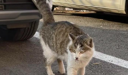 流浪猫狗成“流动隐患”,该如何治理? 流浪猫狗成“流动隐患”,该如何治理?