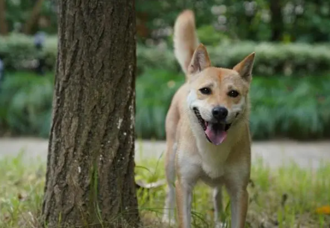 没有名犬光环却备受青睐