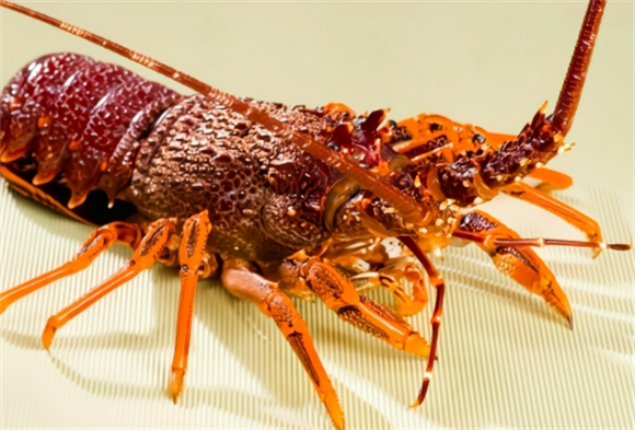 澳洲龙虾仔和澳洲龙虾区别 澳洲龙虾仔和澳洲龙虾区别