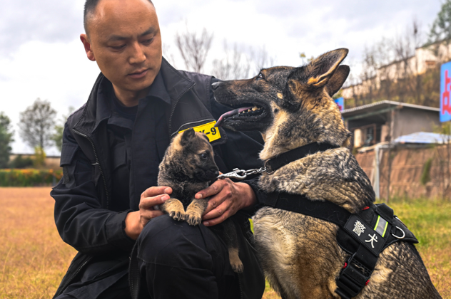 從“小奶狗”到威猛警犬 “幺幺零”養成記