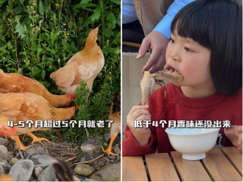 宝妈严选!绿色安全的杨博士深山散养土鸡,孩子爱吃闭眼入 宝妈严选!绿色安全的杨博士深山散养土鸡,孩子爱吃闭眼入