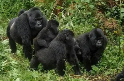 谁研究黑猩猩 谁研究黑猩猩