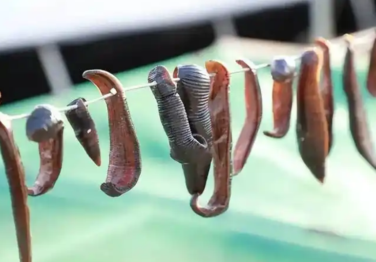 酒水蛭的功效与作用禁忌 酒水蛭的功效与作用禁忌