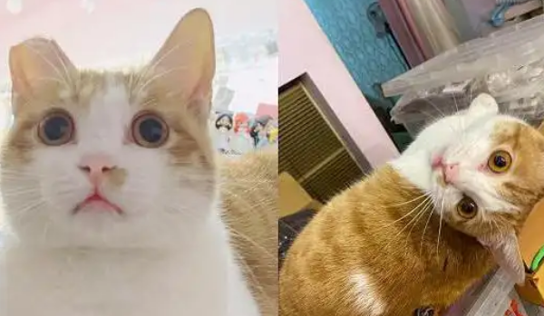 流浪猫可怜巴巴求收养,被收养后露出“真面目” 流浪猫可怜巴巴求收养,被收养后露出“真面目”