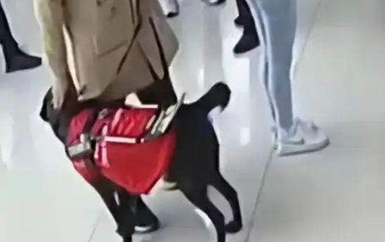 南京一男子称“带导盲犬医院看病被拦”,多方回应 南京一男子称“带导盲犬医院看病被拦”,多方回应
