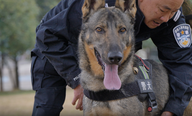 從“小奶狗”到威猛警犬 “幺幺零”養成記