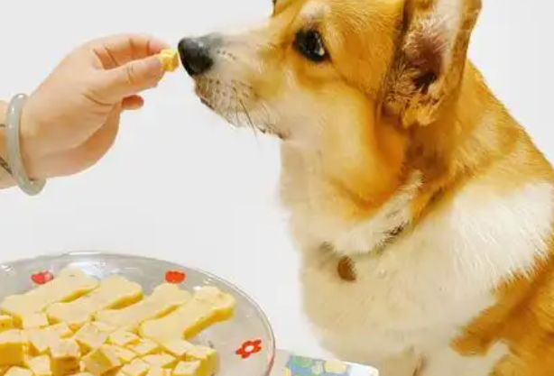 零然宠物零食的介绍，速来了解