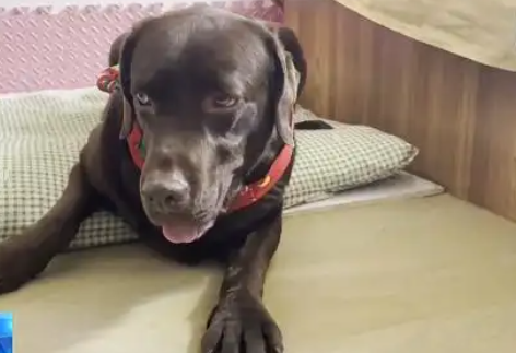 导盲犬陪同就医被拦，折射导盲犬的稀缺