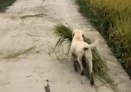 狗子看到主人辛苦也来帮忙,乡下的狗子早当家 狗子看到主人辛苦也来帮忙,乡下的狗子早当家