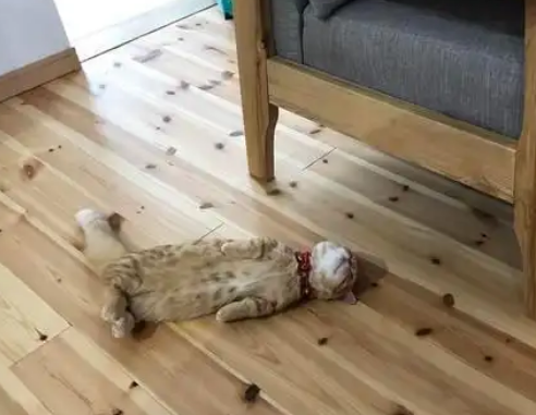 主人回家没看到猫,看到这一幕笑喷:这睡姿也是绝了 主人回家没看到猫,看到这一幕笑喷:这睡姿也是绝了