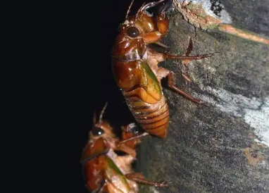 蝉成长的过程