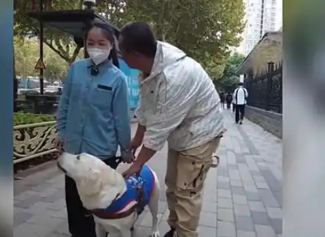 “是伙伴，也是家人” 爆火出圈的导盲犬“么么”