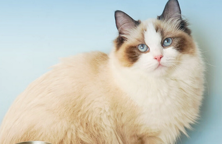蓝噜噜猫罐头的成分介绍,你们了解多少? 蓝噜噜猫罐头的成分介绍,你们了解多少?