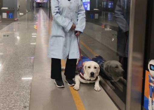 导盲犬带主人坐地铁因乖巧表现走红