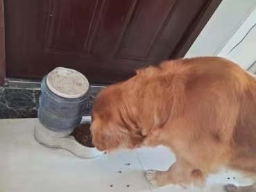 派优比狗粮好吗 派优比狗粮好吗