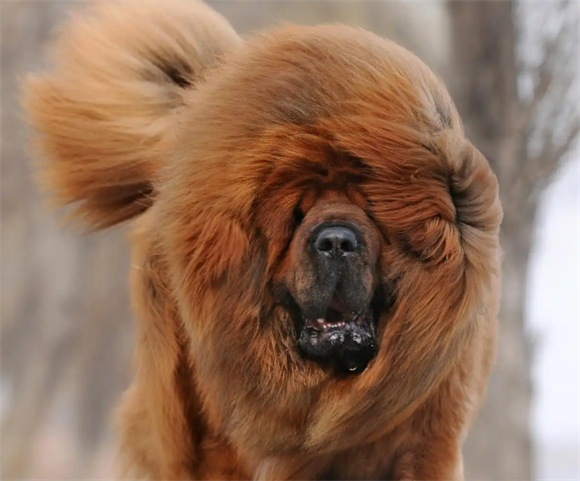 凶兽讲解：猛犬排名--最酷的十大护卫猛犬!